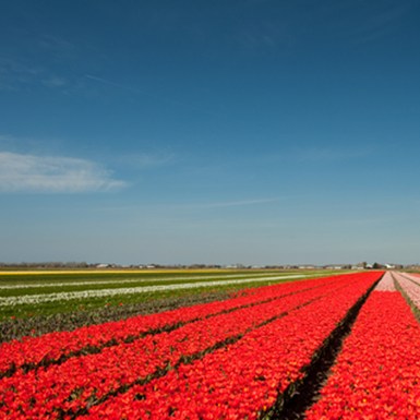 Tulpenfelder